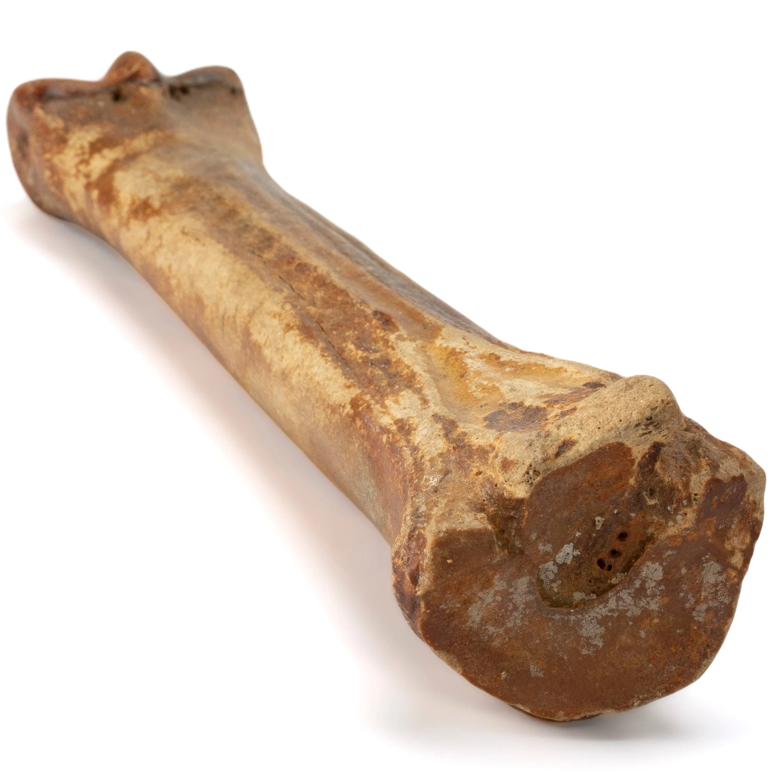 Authentic Ice Horse Leg Bone Fossil