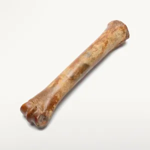 Authentic Ice Horse Leg Bone Fossil