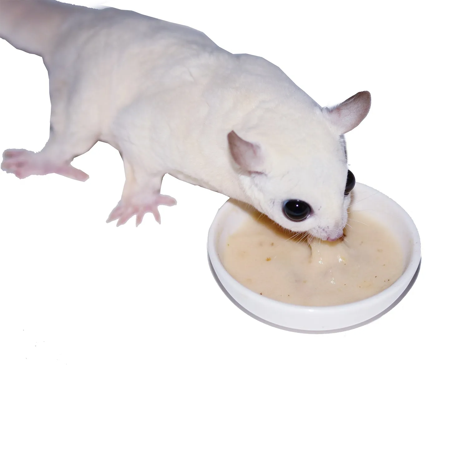 HPW Sugar Glider Food