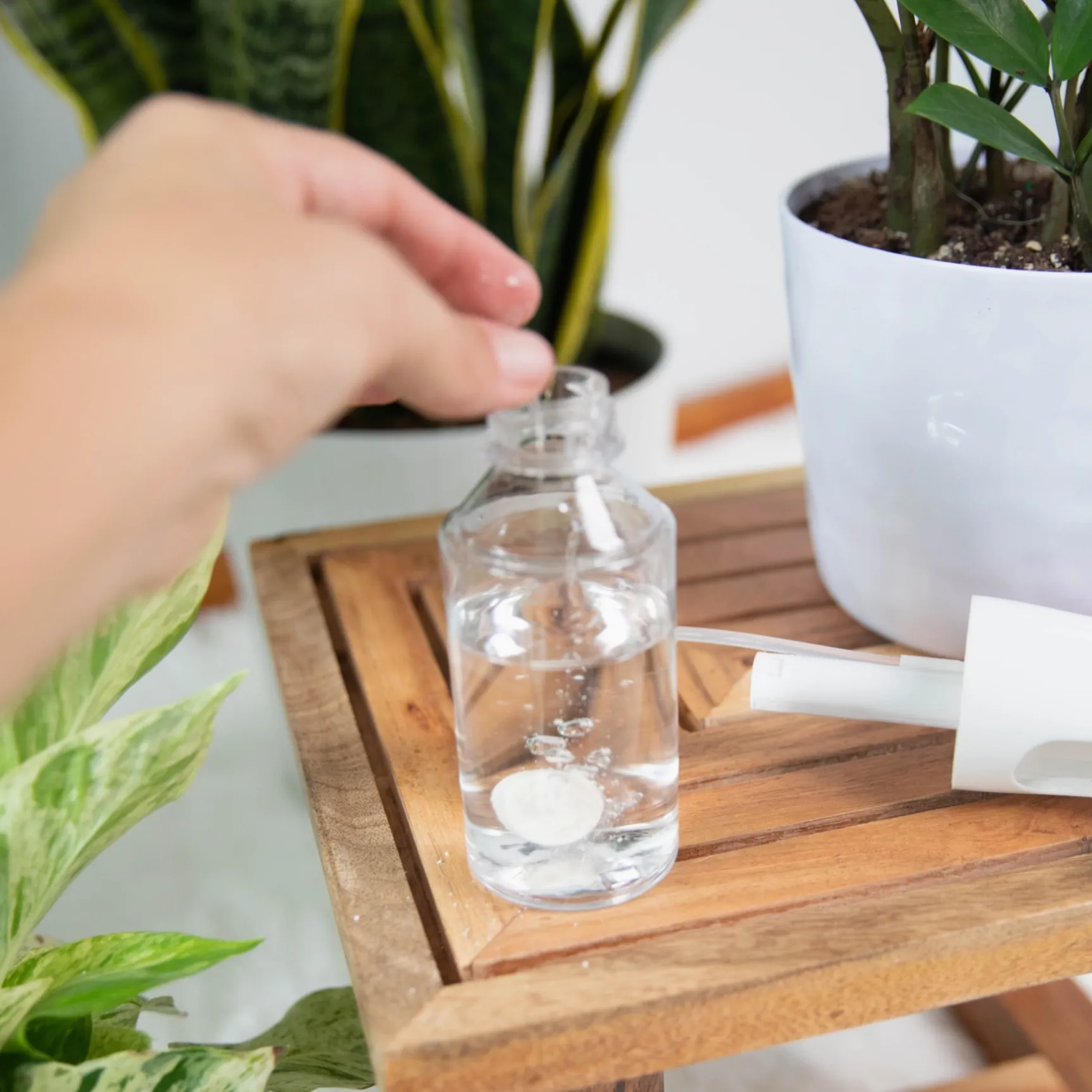 Instant Plant Food - Houseplant Protection