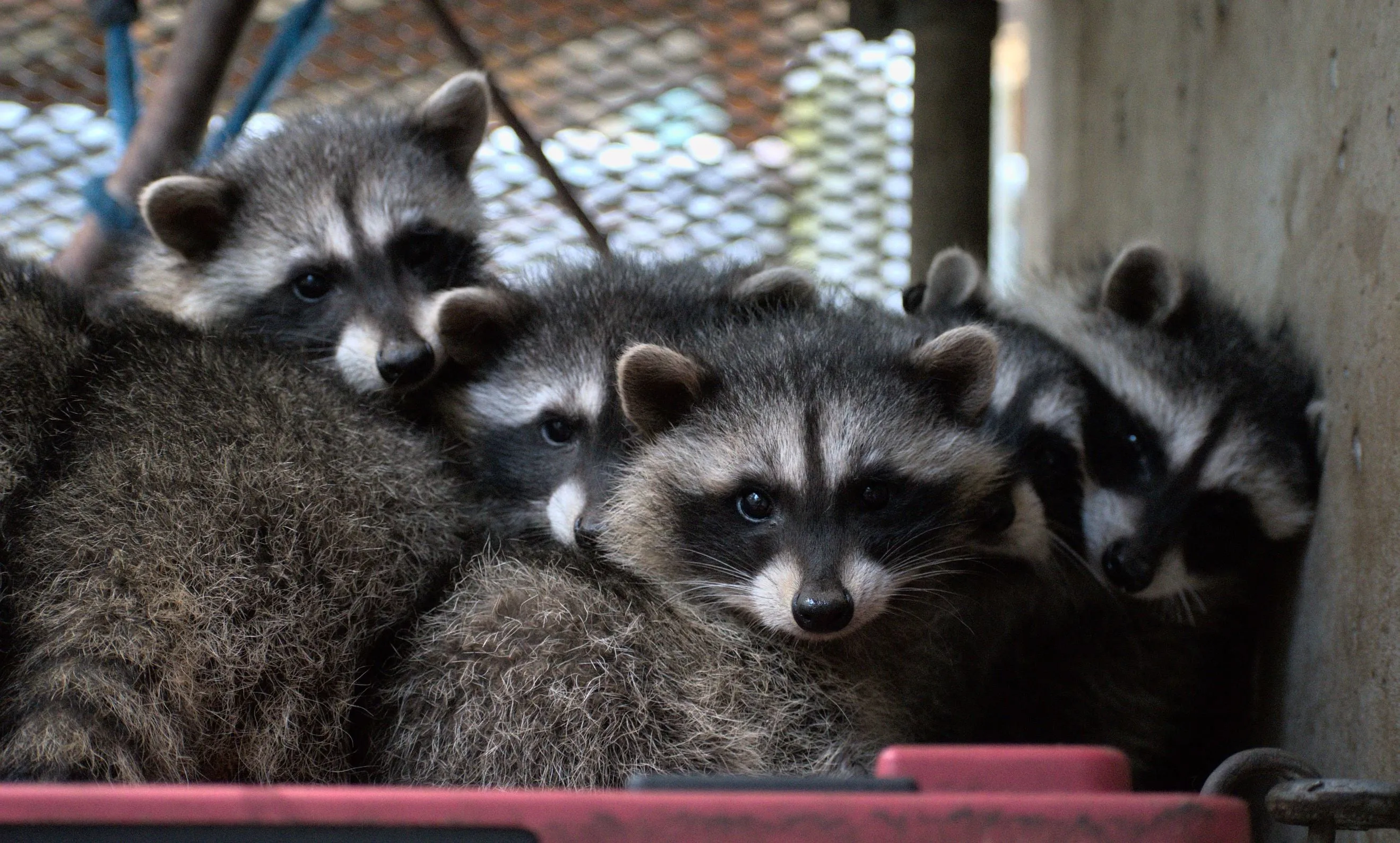 One week of food for a raccoon