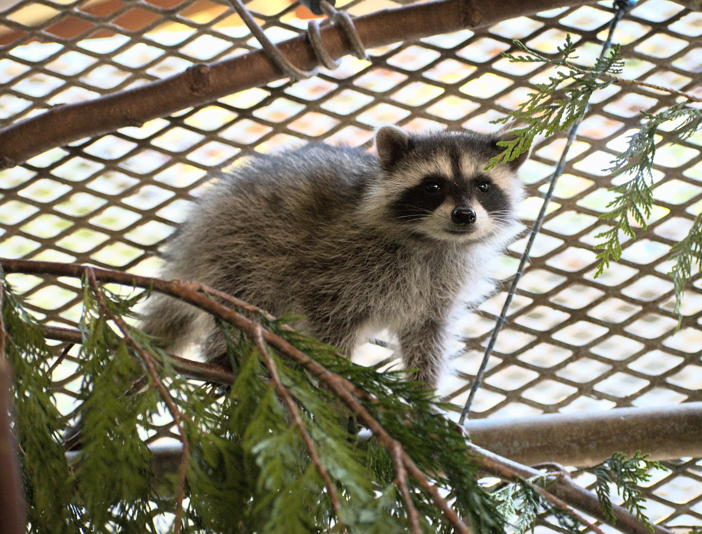 One week of food for a raccoon