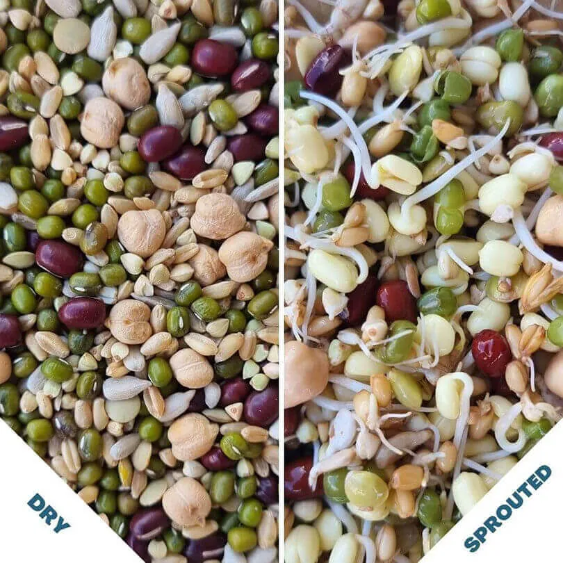 Raw for Birds Sprouting Blend 250g