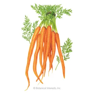 Tendersweet Carrot Seeds