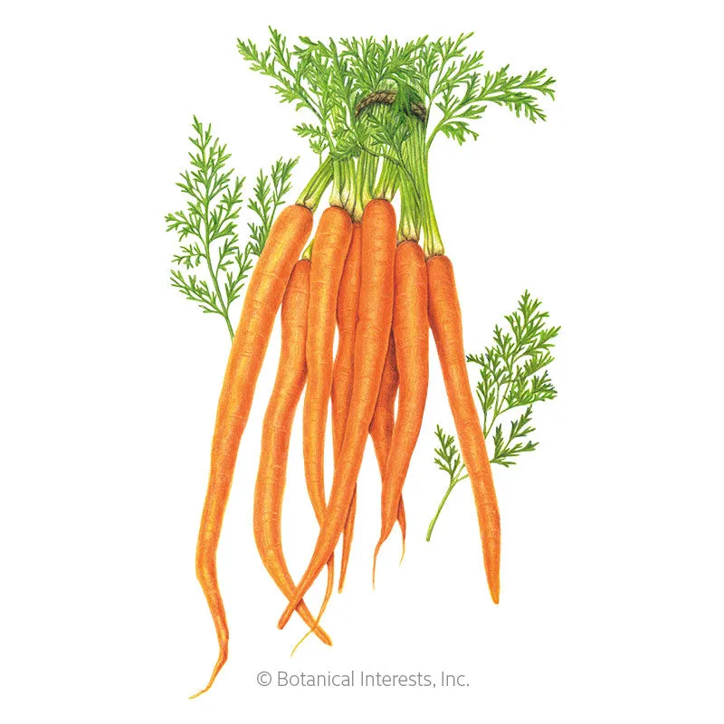 Tendersweet Carrot Seeds